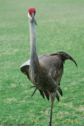 Majestic Sandhill Crane: Nature's Elegant Dancer 🦩✨