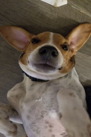 Skittle The Dogo: The Goofy Pup with a Heart of Gold! 🐶💖