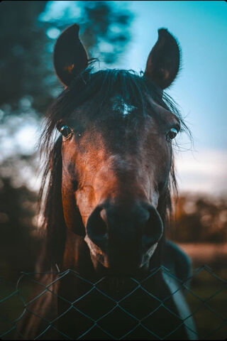 Majestic Equine Gaze: A 4K Wonder