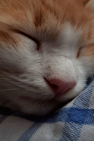 Dreamy Whiskers 💤🐾