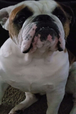 Sir Archie Jo: The Regal Bulldog 🐾👑