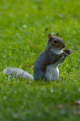 Squirrel Serenity: A Moment in Nature 🌳🐿️