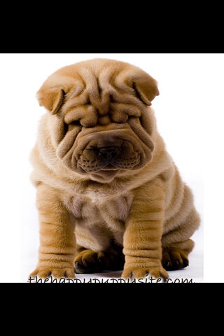 The Adorable Wrinkles of the Shar Pei 🐶✨