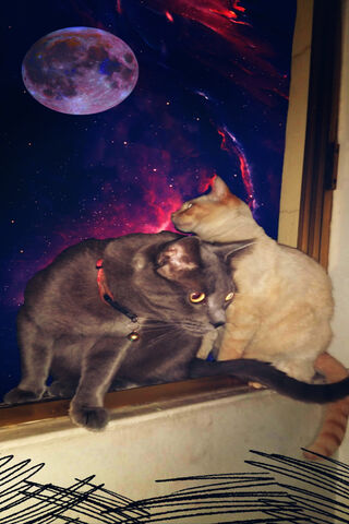 SPACE CATS