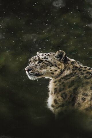 Snow Leopard