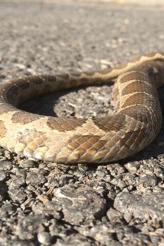 Slithering Secrets: The..