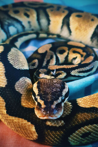 Sleek and Serpentine: The Beauty of the Snake 🐍✨