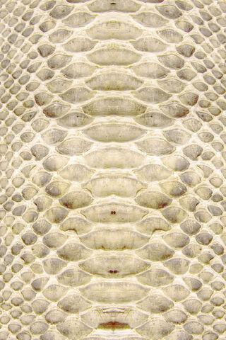 Snake Skin