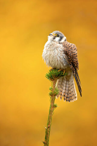 Solitary Majesty: The Lone Bird