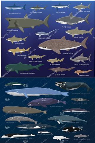 Shark And Whales