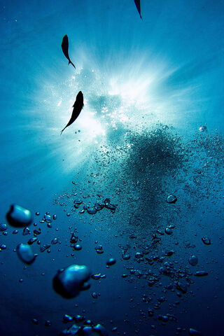 Beneath the Waves: A Shark's Domain 🌊🦈