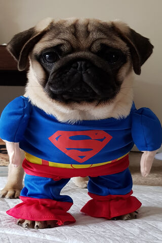 Super Pug to the Rescue! 🦸 🐾