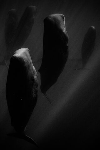 Dreaming Beneath the Waves 🌊💤