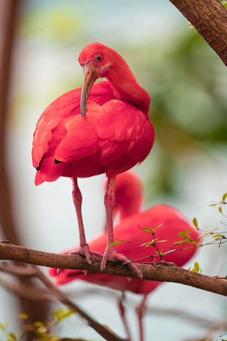 The Vibrant Scarlet Ibis: Nature's Living Ruby 🌺🦩