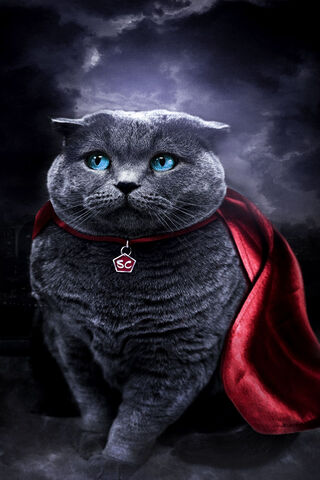 Supercat: The Feline Hero of the Night! 🦸 🐾