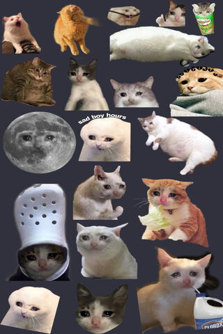 Sad Cats