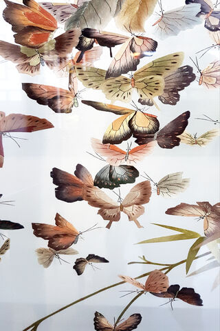 Whispers of Color: The Saturated Butterfly Collection 🦋✨