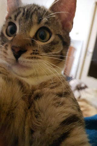 Tomy Cat: The Curious Feline Explorer 🐾