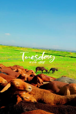 Tranquil Tuesday: A Day in the Pasture 🌿🐄