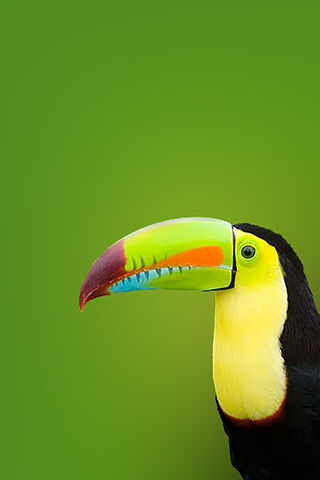 Tropical Beauty: The Colorful Toucan 🌈🦜