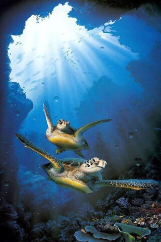 Underwater Wonders: The Graceful Turtles 🐢🌊