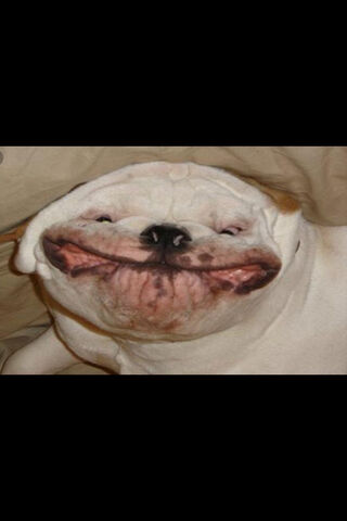 The Cheeky Upside Down Bulldog 😄🐶