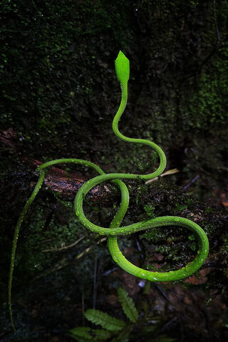 Vine Snake