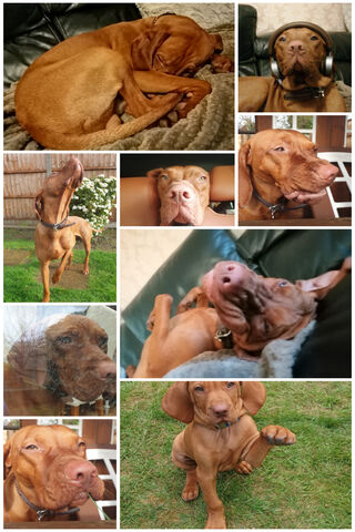 Vizsla Collage