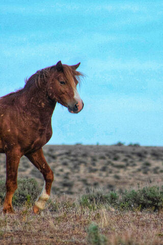 Majestic Freedom: The Wild Horse of the Plains