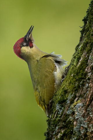 Woodpecker