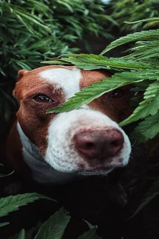 Wagging Through the Wild: A Dog's Adventure in Greenery 🌿🐾