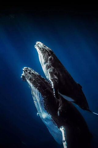 Whales