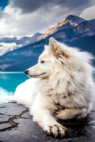 Majestic Serenity: The White Wolf