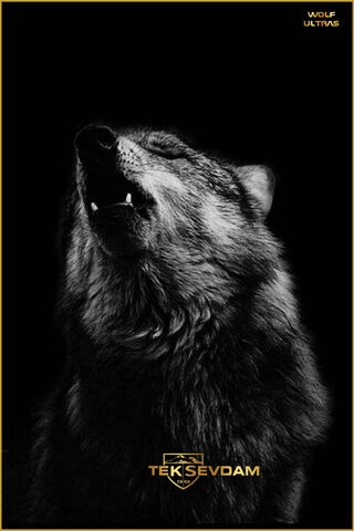 Echoes of the Wild: Wolf Ultras