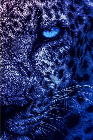 Mystique of the Wild Leopard 🐆✨