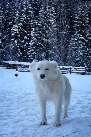 beautiful snow dogs