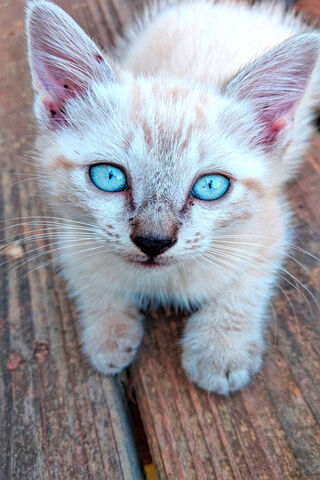 Charming White Kitten with Sparkling Blue Eyes 🐾✨