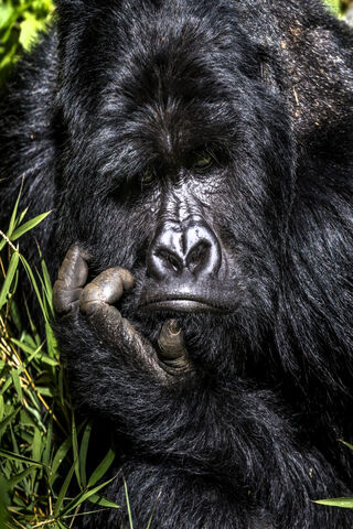 Contemplative Giant: The Heart of the Jungle 🌿🦍