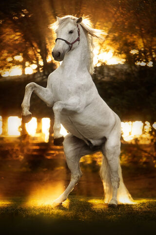 Majestic Dawn: The White Horse in Glory 🌅🐴