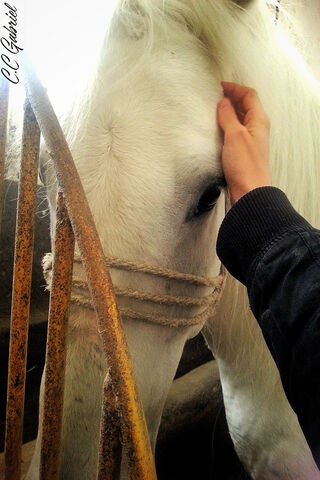 Whispers of the White Unicorn 🦄✨