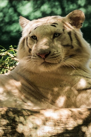 Majestic White Tiger: Nature's Rare Beauty 🐅✨