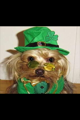 Lucky Yorkie in Green!