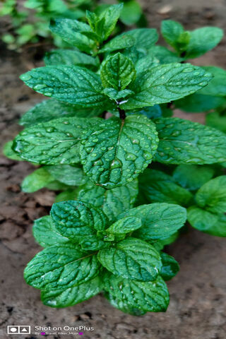 Refreshing Mint: Nature's Green Delight 🌱✨