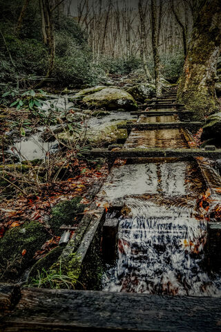 Whispers of the Forest: A Serene Stream