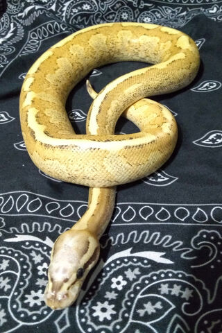 Golden Elegance: The Amoretti Ball Python 🐍✨
