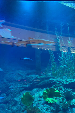 Underwater Wonders: A Glimpse into the Aquarium 🌊🐠