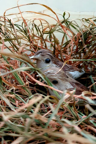 Nestled in Nature: A Bird's Haven 🐦🌿