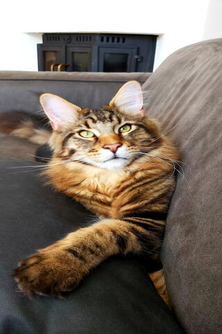 Bellamy the Majestic Feline 🐾✨