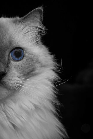 Mystical Gaze of the Blue-Eyed Ragdoll 🐾✨