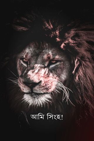 Majestic Bengali Lion: King of the Sundarbans 🦁✨